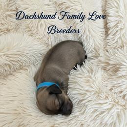 Spirit - Cream male Dachshund puppy in Prescott, Arizona from Dachshund Family Love Breeders