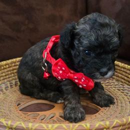 Kylo Ren - Black & tan tri-color male Maltipoo puppy in Sahuarita, Arizona from Cowgirl's Legacy Maltipoos