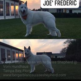 Berger Blanc Suisse and German Shepherd Puppies from Vom Hundhaus German Shepherds