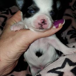 Boy 1 - Black and white male Chihuahua puppy in Oklahoma City, Oklahoma from Teacup Chihuahuas and Friends