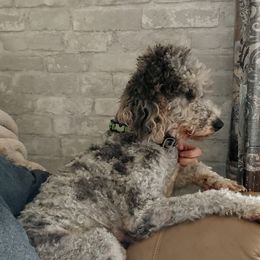 Goldendoodles from Sassy Doodles of Tennessee