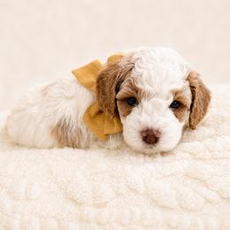 Boaz - Blenheim male Cavapoo puppy in Ephrata, Washington from Mustard Seed Doodle Co.