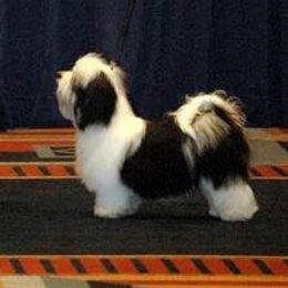 Havanese All Grown Up from Mary Lopez