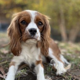 Molly - Cavalier King Charles Spaniel