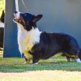 Cardigan Welsh Corgi All Grown Up from Kahukura Cardigans