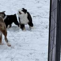 Remus - Black tri male Miniature American Shepherd puppy in Troy, Ohio from Wiggle Wags Miniature American Shepherds