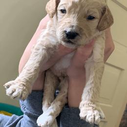 Labradoodle Puppies from Echoing Meadows
