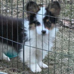 Rhine - Black and tan male American Corgi puppy in Heyworth, Illinois from Schumaker Corgis