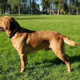 Steel - Labrador Retriever