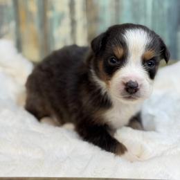 Aspen - Red tri-color male Australian Shepherd puppy in Beaverdam, Virginia from Cimmarun Farm Aussies
