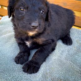 Bernedoodle and Siberian Husky Puppies from Timberline Paws