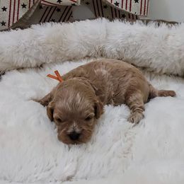Orange Mars - Sable male Cavapoo puppy in Casa Grande, Arizona from Curls and Camo Pups