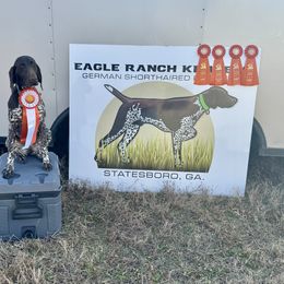 Rain - German Shorthaired Pointer