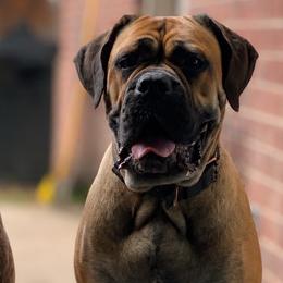 Cane Corso from Angel's Dragons