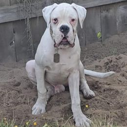 Boxer All Grown Up from Rose’s Supercharged Boxers