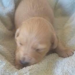 Dachshund Puppies from C and J Minis