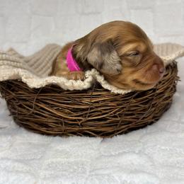 Dachshund Puppies from Redland Dachshund Grove