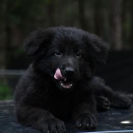 Gargamel(Brown Collar Boy) - Black male German Shepherd puppy in Hawthorne, Florida from Lace's High Flying German Shepherds And Golden Retrievers