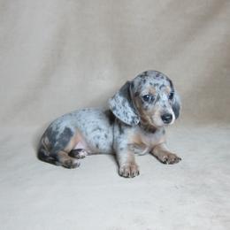 Satin - Dapple female Dachshund puppy in Pana, Illinois from Doxie Waggin Tails
