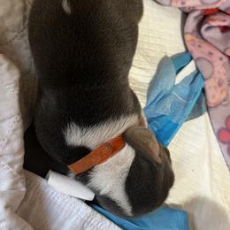 Basset Hound Puppies from Laura Lankford