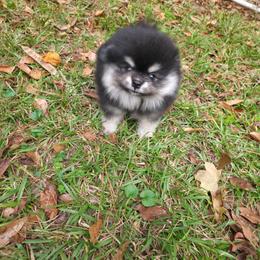 Black n tan 3 Big Boy - Black and tan male Pomeranian puppy in Carrollton, Georgia from B AND R'S POMERANIAN'S