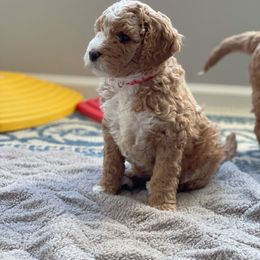 Goldendoodle Puppies from Woodstock Doodles, LLC