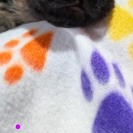 German Shepherd Puppies from McLaughlin German Shepherds