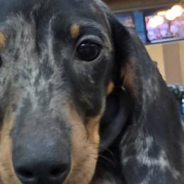 Nash - Dachshund