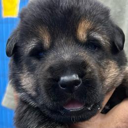 Boy 2 - Black and tan male German Shepherd puppy in Sharon Grove, Kentucky from Julie’s Shepherds