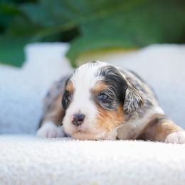 Cherry - Blue merle female Bernedoodle puppy in Spokane, Washington from Lilac City Doodles