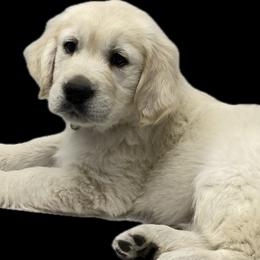 Golden Retriever puppies from Risa’s Goldens