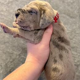 Red collar - Merle male Great Dane puppy in Tyler, Texas from Blessed By Danes