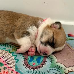 Pink Collar Girl - Red female Pembroke Welsh Corgi puppy in Yulee, Florida from Pembroke Welsh Corgis at Belle Haven