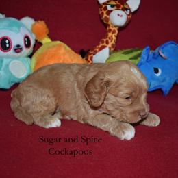 Boy 3 - Red male Cockapoo puppy in Hopkins, South Carolina from Sugar and Spice Cockapoos