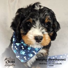 BEETHOVEN - Genetics: 46.7 percent Bernese Ee Bb atat kyky SiSi mm 8 out of 10 intensity straighter coat  - - Fi - Tri-color male Bernedoodle puppy in Jackson, Michigan from A Star is Born Doodles