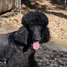 Sadie - Poodle