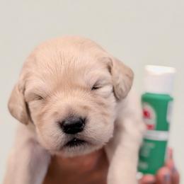 Girl 8 - Emerald - Light golden female Golden Retriever puppy in Mc Minnville, Tennessee from Wishaw Whisky Golden Retrievers