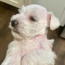 Merlin - White male Miniature Schnauzer puppy in Interlachen, Florida from Pam's Schnauzers