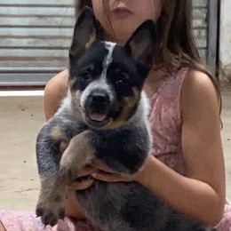 Glory - Blue female Australian Cattle Dog puppy in Devalls Bluff, Arkansas from Coolhand's Australian Cattle Dogs