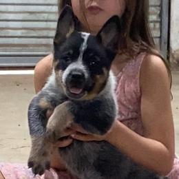 Glory - Blue female Australian Cattle Dog puppy in Devalls Bluff, Arkansas from Coolhand's Australian Cattle Dogs