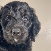 Oatmeal Raisin - Black Bordoodle puppy in Lake Benton, Minnesota from Breezy Ridge Bordoodles
