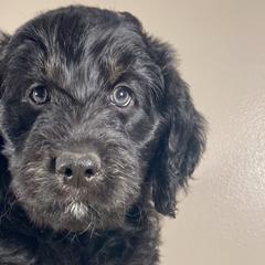 Oatmeal Raisin - Black Bordoodle puppy in Lake Benton, Minnesota from Breezy Ridge Bordoodles