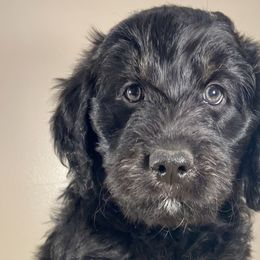 Oatmeal Raisin - Black Bordoodle puppy in Lake Benton, Minnesota from Breezy Ridge Bordoodles
