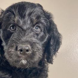 Oatmeal Raisin - Black Bordoodle puppy in Lake Benton, Minnesota from Breezy Ridge Bordoodles