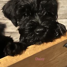Miniature Schnauzer Puppies from Cedar Ridge Ranch Mini Schnauzers