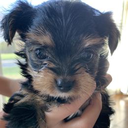 Daisy - Black and gold female Yorkshire Terrier puppy in Ephrata, Pennsylvania from Heritage Yorkies