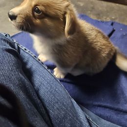 Chucky - Red male Pembroke Welsh Corgi puppy in Prophetstown, Illinois from Havaheart Corgis