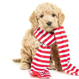 Cockapoo Puppies from Eden Dog