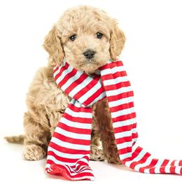 Cockapoo Puppies from Eden Dog