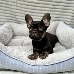 Boy 2 - Black and tan male French Bulldog puppy in City Of Industry, California from Cert. Frenchies